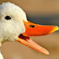 stuck duck
